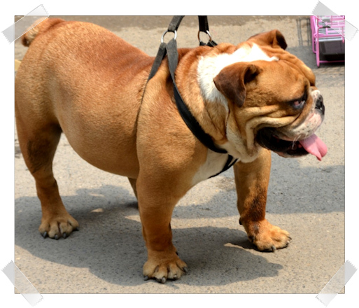 Domesticated brown bulldog being walked on leash